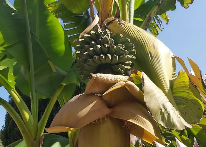 Hospedaje Orena אורניה