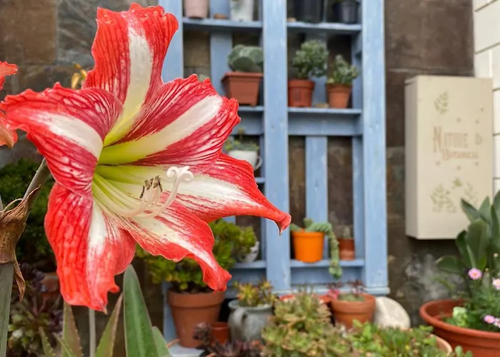 招待所 奥瑞那酒店 奧瑞那